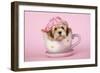 Lhasa Apso 12 Week Old Puppy in Tea Cup Wearing Hat-null-Framed Photographic Print