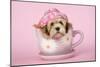Lhasa Apso 12 Week Old Puppy in Tea Cup Wearing Hat-null-Mounted Photographic Print
