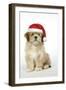 Lhasa Apso 12 Week Old Puppy with Christmas Hat-null-Framed Photographic Print