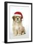 Lhasa Apso 12 Week Old Puppy with Christmas Hat-null-Framed Photographic Print