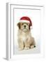 Lhasa Apso 12 Week Old Puppy with Christmas Hat-null-Framed Photographic Print