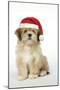 Lhasa Apso 12 Week Old Puppy with Christmas Hat-null-Mounted Photographic Print