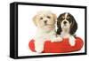 Lhasa Apso and Cavalier King Charles Spaniel-null-Framed Stretched Canvas