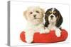 Lhasa Apso and Cavalier King Charles Spaniel-null-Stretched Canvas