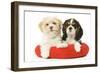 Lhasa Apso and Cavalier King Charles Spaniel-null-Framed Photographic Print