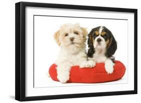 Lhasa Apso and Cavalier King Charles Spaniel-null-Framed Photographic Print