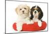 Lhasa Apso and Cavalier King Charles Spaniel-null-Mounted Photographic Print