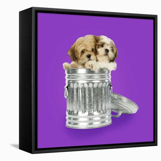 Lhasa Apso and Shih Tzu Puppies in a Dustbin-null-Framed Stretched Canvas