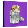 Lhasa Apso and Shih Tzu Puppies in a Dustbin-null-Stretched Canvas