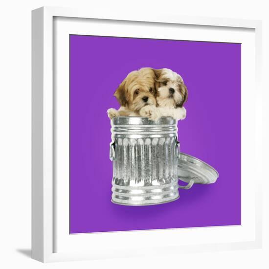 Lhasa Apso and Shih Tzu Puppies in a Dustbin-null-Framed Photographic Print