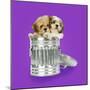 Lhasa Apso and Shih Tzu Puppies in a Dustbin-null-Mounted Photographic Print