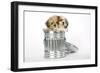 Lhasa Apso and Shih Tzu Puppies in a Dustbin-null-Framed Photographic Print