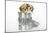 Lhasa Apso and Shih Tzu Puppies in a Dustbin-null-Mounted Photographic Print