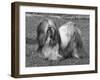 Lhasa Apso Ch Cheska Alexander of Sternroc-Thomas Fall-Framed Photographic Print