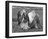 Lhasa Apso Ch Cheska Alexander of Sternroc-Thomas Fall-Framed Photographic Print