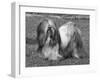 Lhasa Apso Ch Cheska Alexander of Sternroc-Thomas Fall-Framed Photographic Print