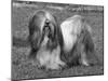 Lhasa Apso Ch Cheska Alexander of Sternroc-Thomas Fall-Mounted Photographic Print