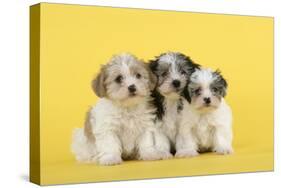 Lhasa Apso Cross Puppies (7 Weeks Old)-null-Stretched Canvas