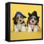 Lhasa Apso Cross Puppies (7 Weeks Old)-null-Framed Stretched Canvas