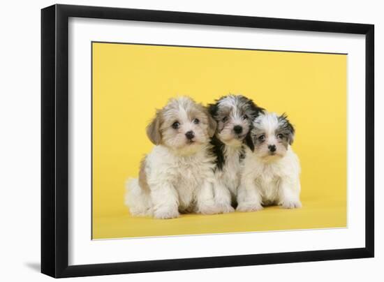 Lhasa Apso Cross Puppies (7 Weeks Old)-null-Framed Photographic Print