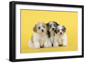 Lhasa Apso Cross Puppies (7 Weeks Old)-null-Framed Photographic Print