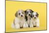 Lhasa Apso Cross Puppies (7 Weeks Old)-null-Mounted Photographic Print