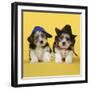 Lhasa Apso Cross Puppies (7 Weeks Old)-null-Framed Photographic Print