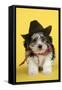 Lhasa Apso Cross Puppy (7 Weeks Old) in Cowboy Outfit-null-Framed Stretched Canvas