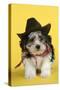 Lhasa Apso Cross Puppy (7 Weeks Old) in Cowboy Outfit-null-Stretched Canvas