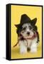 Lhasa Apso Cross Puppy (7 Weeks Old) in Cowboy Outfit-null-Framed Stretched Canvas