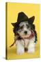 Lhasa Apso Cross Puppy (7 Weeks Old) in Cowboy Outfit-null-Stretched Canvas