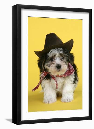 Lhasa Apso Cross Puppy (7 Weeks Old) in Cowboy Outfit-null-Framed Photographic Print