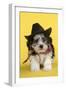 Lhasa Apso Cross Puppy (7 Weeks Old) in Cowboy Outfit-null-Framed Photographic Print