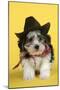 Lhasa Apso Cross Puppy (7 Weeks Old) in Cowboy Outfit-null-Mounted Photographic Print