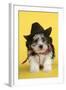 Lhasa Apso Cross Puppy (7 Weeks Old) in Cowboy Outfit-null-Framed Photographic Print