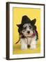 Lhasa Apso Cross Puppy (7 Weeks Old) in Cowboy Outfit-null-Framed Photographic Print