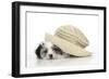 Lhasa Apso Cross Puppy (7 Weeks Old) under Hat-null-Framed Photographic Print