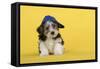 Lhasa Apso Cross Puppy (7 Weeks Old) Wearing Blue Cap-null-Framed Stretched Canvas