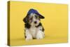 Lhasa Apso Cross Puppy (7 Weeks Old) Wearing Blue Cap-null-Stretched Canvas