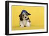 Lhasa Apso Cross Puppy (7 Weeks Old) Wearing Blue Cap-null-Framed Photographic Print