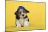 Lhasa Apso Cross Puppy (7 Weeks Old) Wearing Blue Cap-null-Mounted Photographic Print