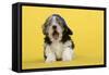 Lhasa Apso Cross Puppy (7 Weeks Old) Wearing-null-Framed Stretched Canvas