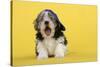 Lhasa Apso Cross Puppy (7 Weeks Old) Wearing-null-Stretched Canvas