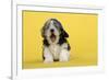 Lhasa Apso Cross Puppy (7 Weeks Old) Wearing-null-Framed Photographic Print