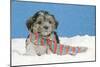 Lhasa Apso Cross Puppy (7 Weeks Old) With-null-Mounted Photographic Print