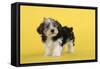 Lhasa Apso Cross Puppy (7 Weeks Old)-null-Framed Stretched Canvas