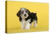 Lhasa Apso Cross Puppy (7 Weeks Old)-null-Stretched Canvas