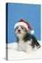 Lhasa Apso Cross Puppy (7 Weeks Old)-null-Stretched Canvas