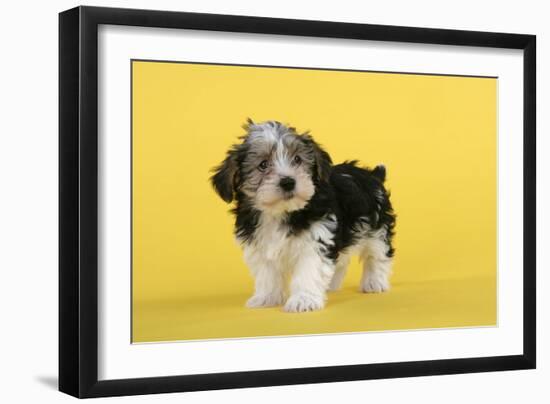 Lhasa Apso Cross Puppy (7 Weeks Old)-null-Framed Photographic Print