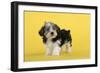 Lhasa Apso Cross Puppy (7 Weeks Old)-null-Framed Photographic Print